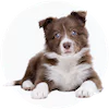 Aussie Collie Puppies For Sale